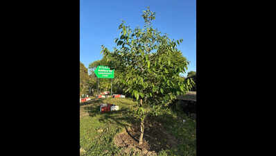 Japanese persimmon bears fruit in Kumaon for first time