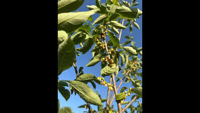Japanese persimmon bears fruit in Kumaon for first time