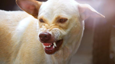 what-to-do-if-an-aggressive-stray-dog-chases-you-while-walking-or-cycling.jpg