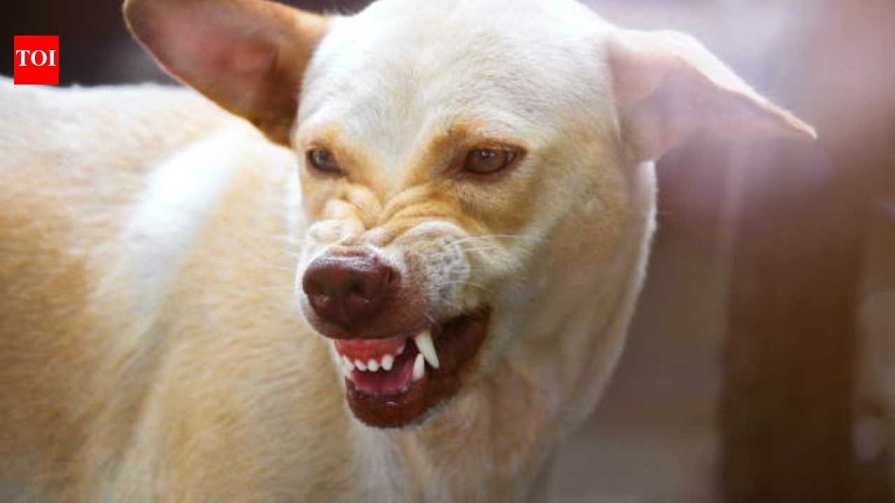 What to do if an aggressive stray dog chases you while walking or cycling