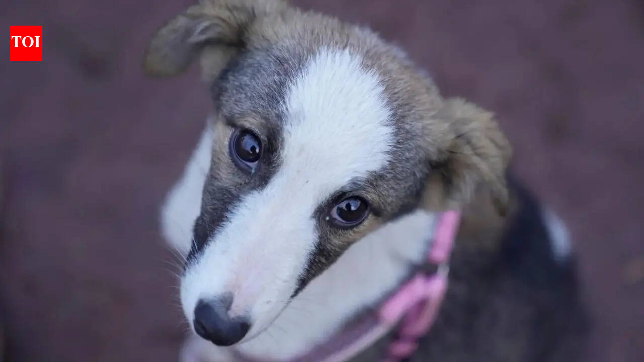 Why SC recalled its stray dog relocation order: 'Can’t remain oblivious to harsh realities'