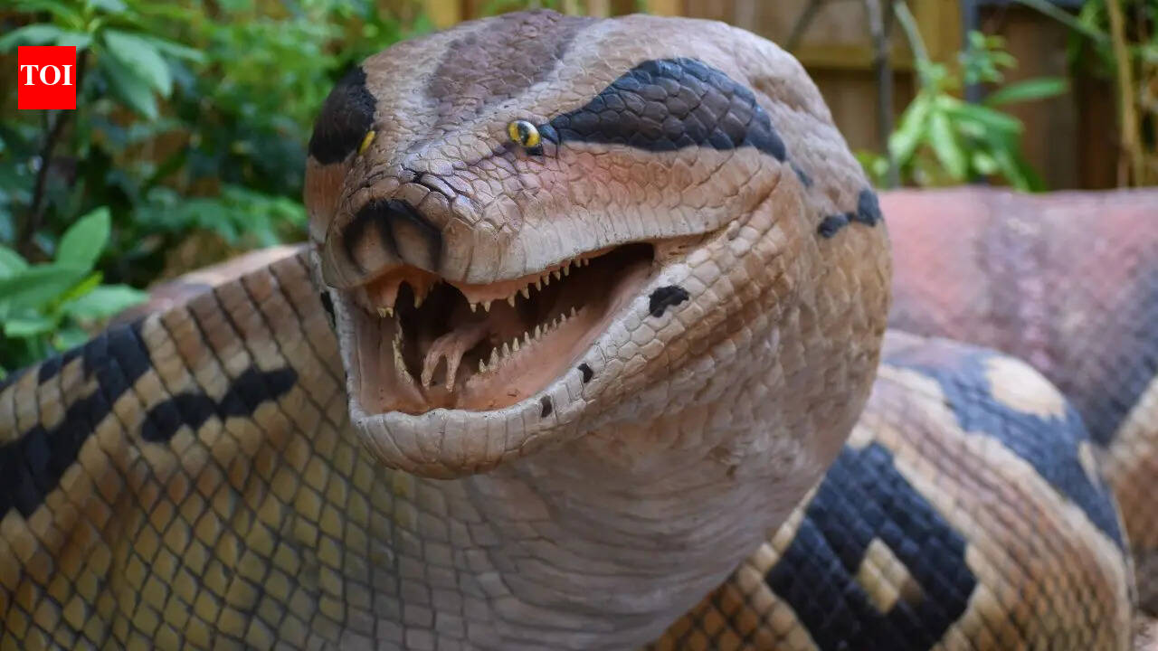 Top 5 snake-filled waters in New York: From Lake Champlain to Oneida Lake