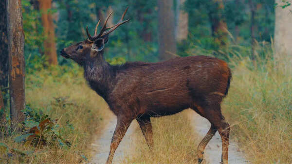 All deer species in India, and national parks where visitors can spot them