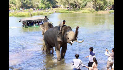 The deadly cost of getting too close to wildlife