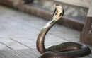 Chennai Snake Park, Tamil Nadu