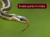 5 snake parks in India where travellers can spot rare and venomous species and how to reach them