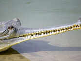 10 surprising facts about gharials that make them different from other crocodilians