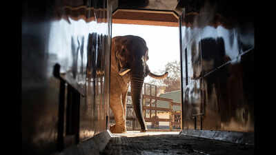 Animal welfare groups say 3 South African zoo elephants are depressed and sue to move them