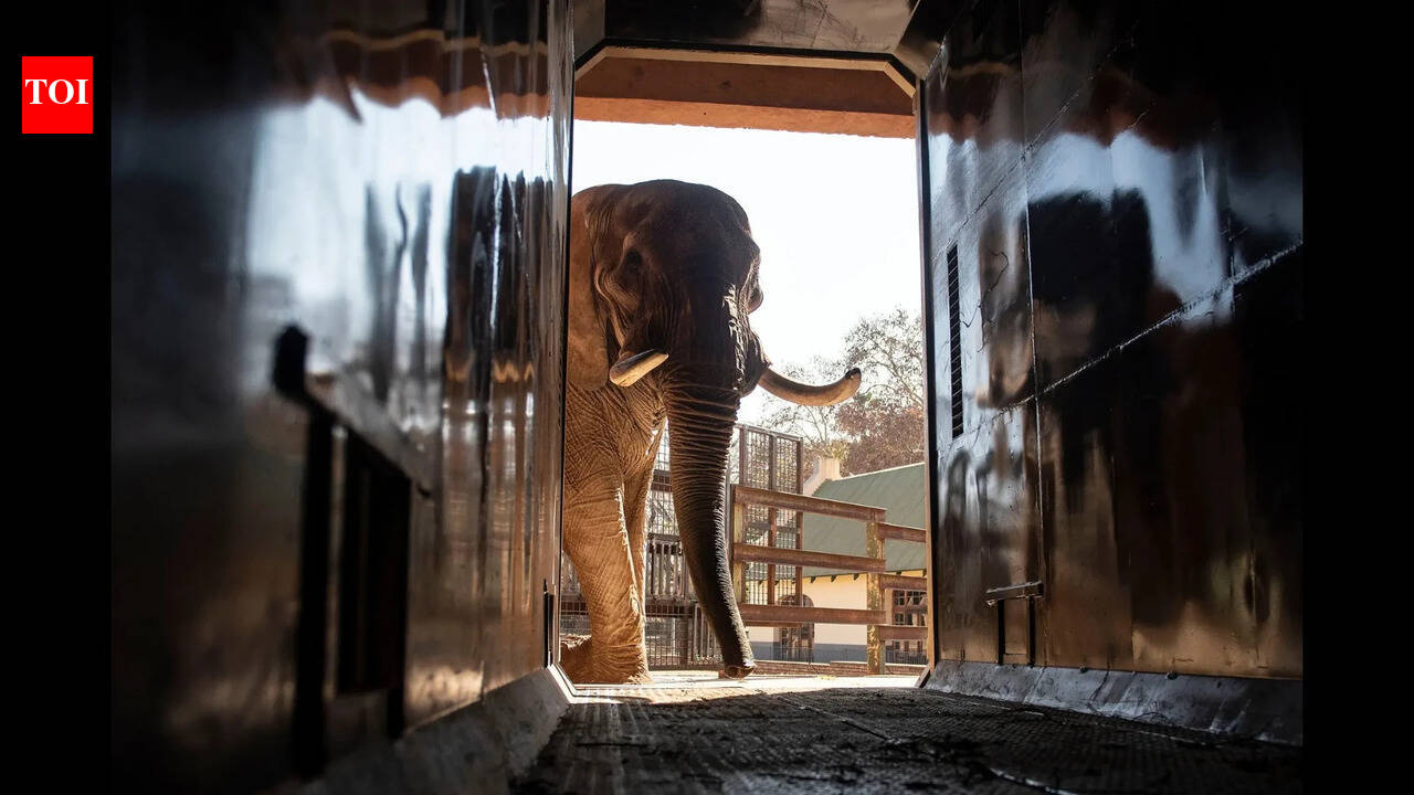 Animal welfare groups say 3 South African zoo elephants are depressed and sue to move them
