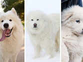 Think they&rsquo;re polar bears? These 5 dogs can easily fool you