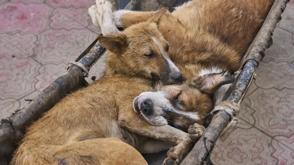 'Neither Humane, Nor Practical': Activists flag gaps in SC's stray dog relocation plans