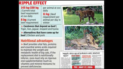 Zoo eyes pork and chicken for big cats, hyenas as supply from abattoir dries up