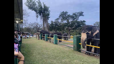 Karnataka may follow Theppakadu model for elephant camp SOP