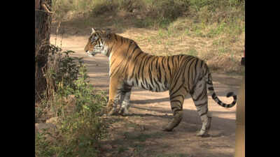 2 tigresses ‘missing’ in Ranthambore, combing operations intensified