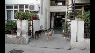 How an Indirapuram township became UP’s first civic ward to sterilise all strays, adopt most of them