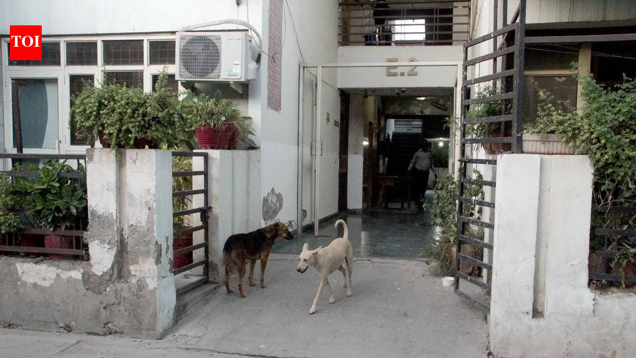 How an Indirapuram township became UP's first civic ward to sterilise all strays, adopt most of them