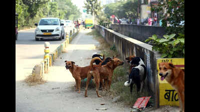 How an Indirapuram township became UP’s first civic ward to sterilise all strays, adopt most of them