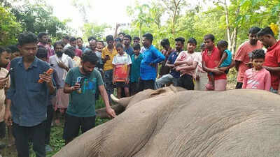 Elephant electrocuted in Jhargram orchard, 3 arrested