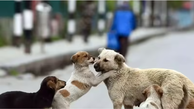 SC won't budge: Human life paramount, strays must go