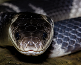 How to identify the Indian krait snake: Everything you need to know about its appearance and behaviour