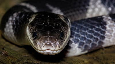 How to identify the Indian krait snake: Everything you need to know about its appearance and behaviour