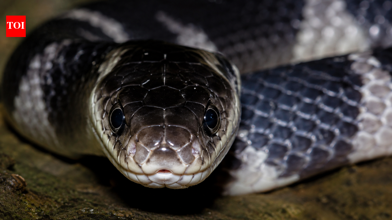 How to identify the Indian krait snake: Everything you need to know ...