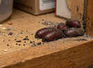 Cockroach eggs at home: 7 signs and places you should check