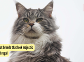 5 cat breeds that look majestic and regal