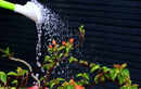 The one watering mistake killing plants in Indian summers