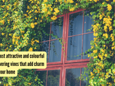 5 most attractive and colourful flowering vines that add charm to your home