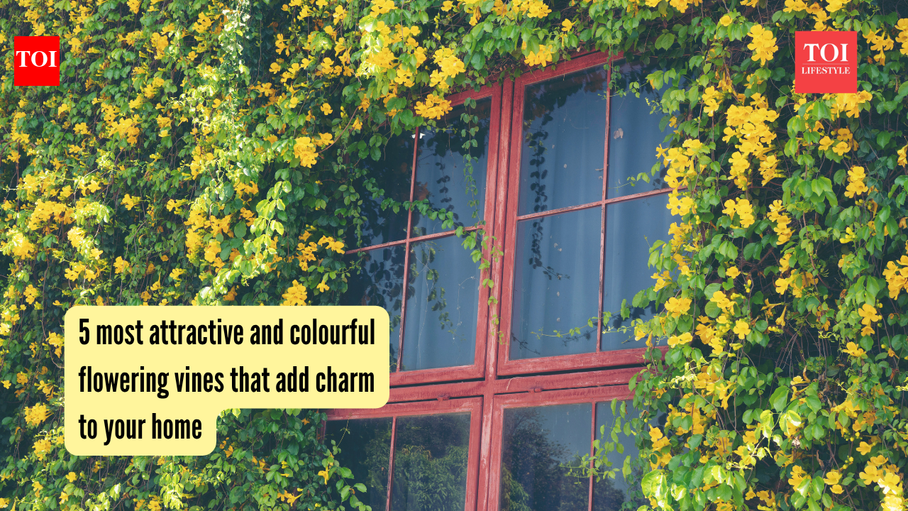 5 most attractive and colourful flowering vines that add charm to your home 5 most attractive and colourful flowering vines that add charm to your home