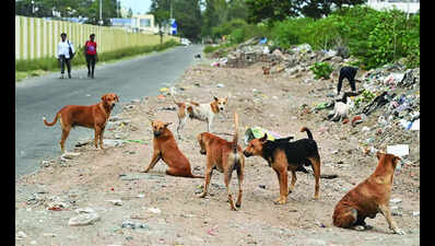 Somwarpet begins stray dog sterilisation drive