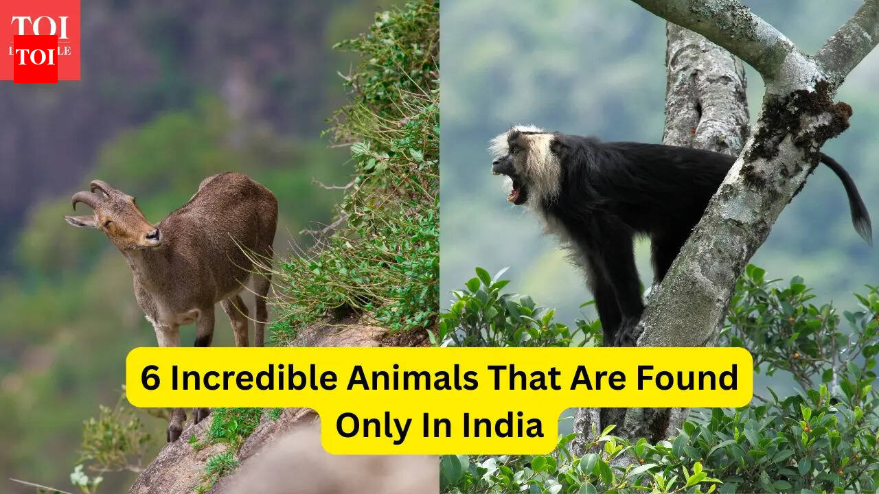 6 incredible animals that are found only in India, and where tourists can see them