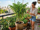 How to grow green chillies at home with limited space