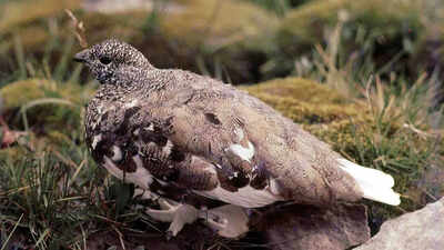 Why the white-tailed ptarmigan changes colour with the seasons in North America’s alpine peaks