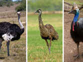 5 heaviest and biggest birds on earth: The real heavyweights of nature