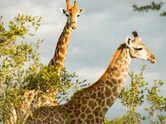 8 giraffe facts that shock even wildlife lovers