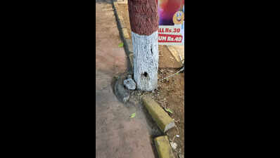 Kalyan-Dombivli Municipal Corporation probes into ‘poisoning’ of trees along Smart City road