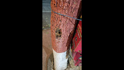 Kalyan-Dombivli Municipal Corporation probes into ‘poisoning’ of trees along Smart City road