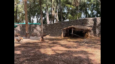 Chhatbir Zoo makes special arrangements to protect animals from scorching Heat