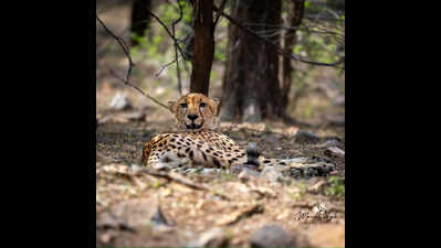 Three cheetahs from Kuno to make Gujarat’s Banni their new home
