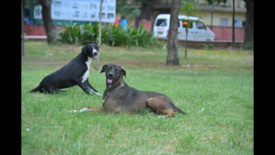 Raj to form panel to address SC directive on stray dogs amid facility shortage