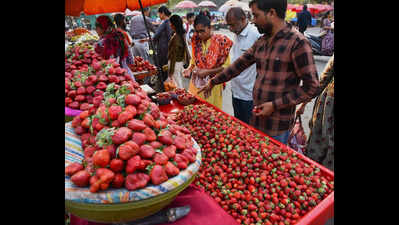 Dang emerges as Gujarat’s strawberry cultivation hub