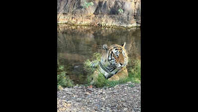 Porcupine quills found on tiger T-120, forest dept monitoring movement