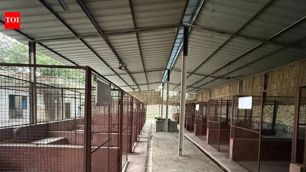 City's first dog shelter to come up at Kadarpur
