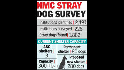 1,882 stray dogs still roam Nagpur streets due to shelter crunch