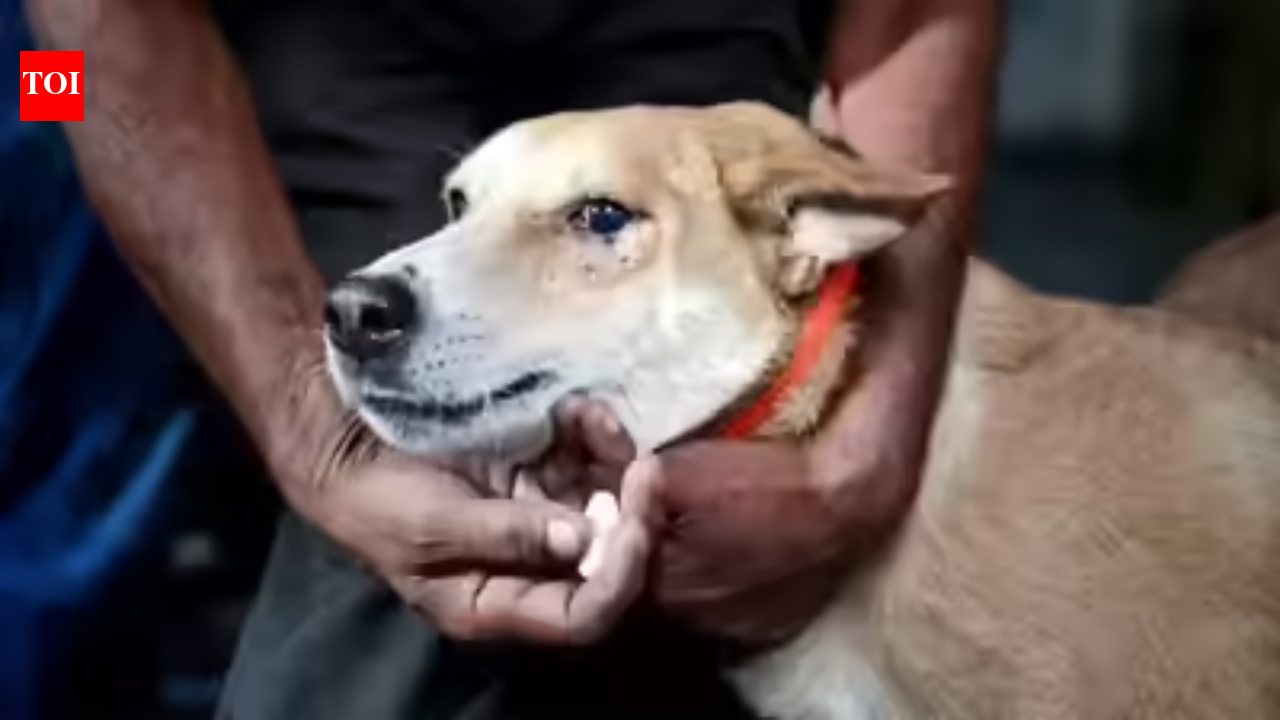 SC: Animal lovers can protect strays if they take responsibility for bites