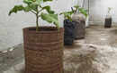 Indian gardeners are using old buckets, paint cans, and rice bags to grow food