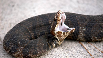How to identify a cottonmouth snake (water moccasin) in or around your home and garden
