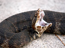 How to identify a cottonmouth snake (water moccasin) in or around your home and garden